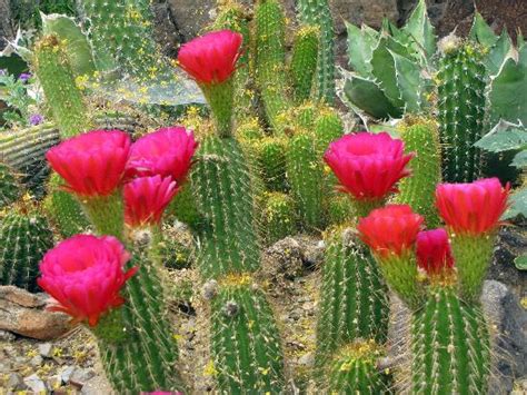 Blooming Cacti Picture Of Arizona Sonora Desert Museum