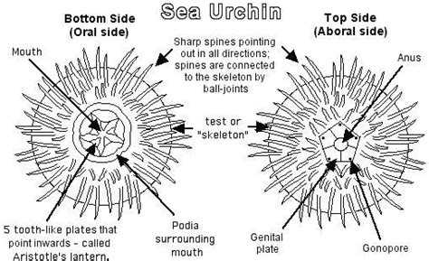 Sea Urchin Ocean Treasures Memorial Library