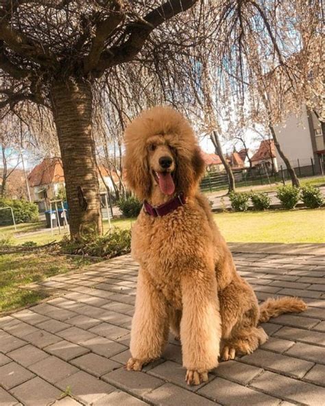 Giant Poodle Your Complete Breed Guide To The Royal Poodle The