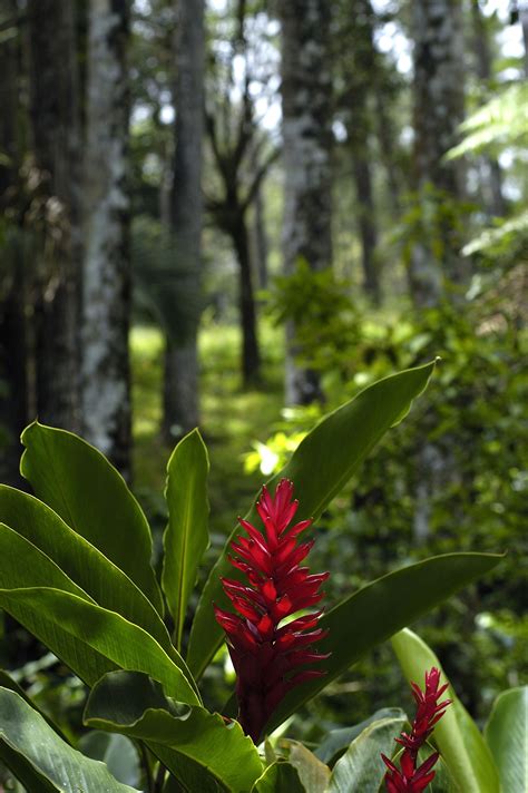 Tropical Flower In Dominican Republic Tropical Garden