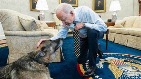 Muere Champ Uno De Los Perros Del Presidente Joe Biden