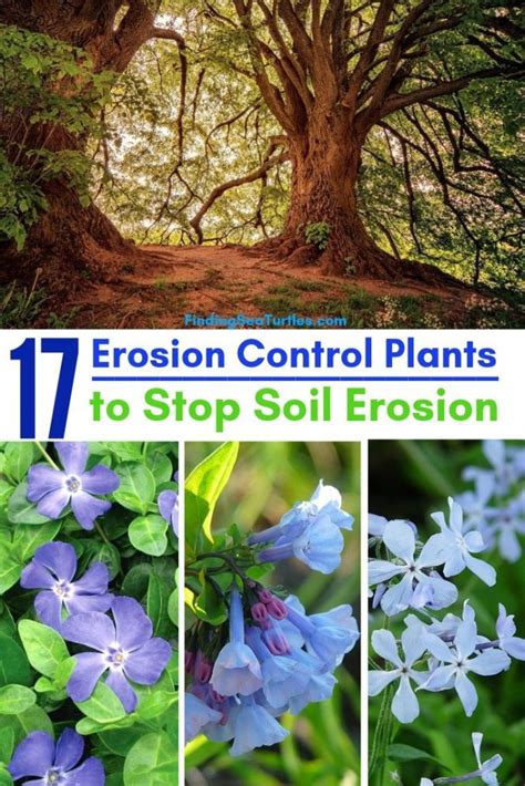 Garden Erosion Control Plants For Slopes And Banks