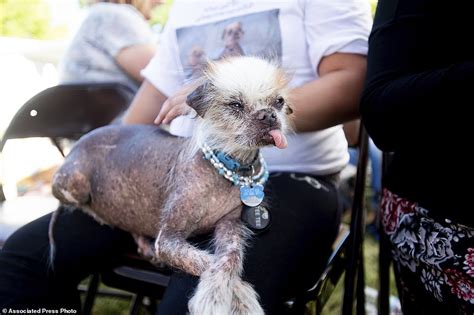 Looking Ruff Scamp The Tramp Wins The Worlds Ugliest Dog