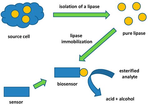 Molecules Free Full Text Biosensors And Bioassays Based On Lipases