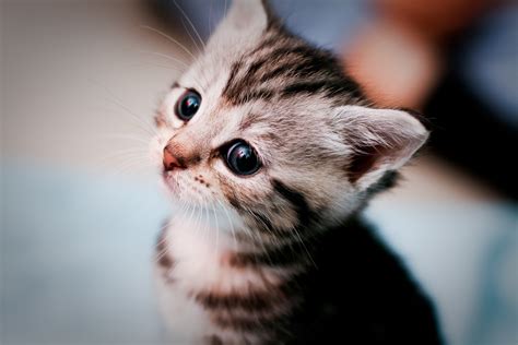 Wallpaper Cats Cute Face Closeup Cat 50mm Kitten Dof Sad