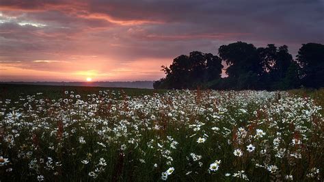 White Daisy Flowers Field Landscape Sunset Nature Chamomile Hd