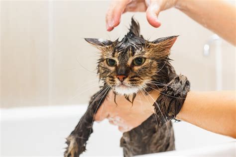 Survival Of The Fittest How To Safely Bathe Your Cat Aspca Pet