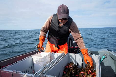 Nova Scotia Lobster Commercial Fishers Clash With Indigenous Mikmaq