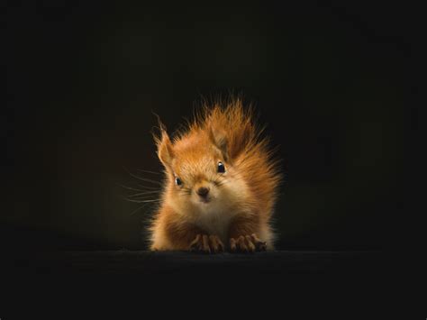 Desktop Wallpaper Cute Red Squirrel Chipmunk Animal Hd Image