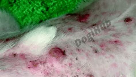 Dog Cancer On Skin Diagnosis Treatment And Safety