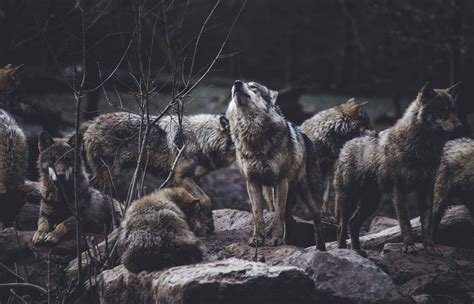 A Close Encounter With Wolves And Fear Explore Big Sky