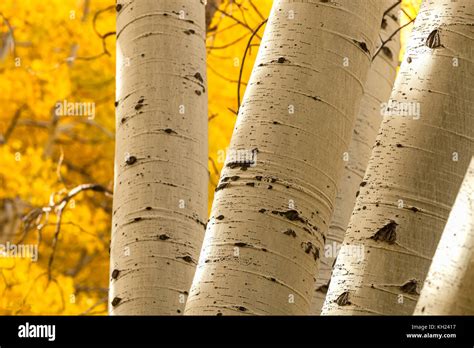 Close Up Of The Quaking Aspen Tree Trunks Populus Tremuloides With