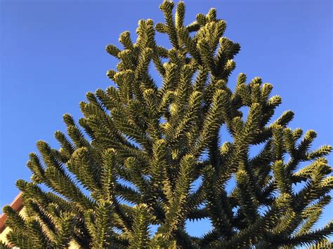 Besonders in hinblick auf die überwinterung der affentanne im freien ist die standortwahl von entscheidender bedeutung. Chilenische Schmucktanne / Andentanne - Araucaria araucana ...