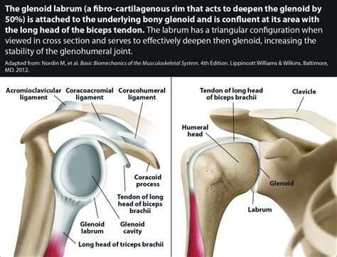 Labral Tears And Rotator Cuff Injuries Regenerative Treatments For