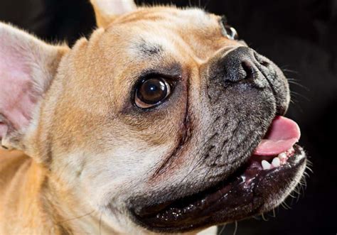 Health issues can't be pugs and bulldogs are prone to breathing problems because of their short faces the relationship between measurements and breathing issues wasn't strong French Bulldogs Common Health Issues | Prudent Pet Insurance