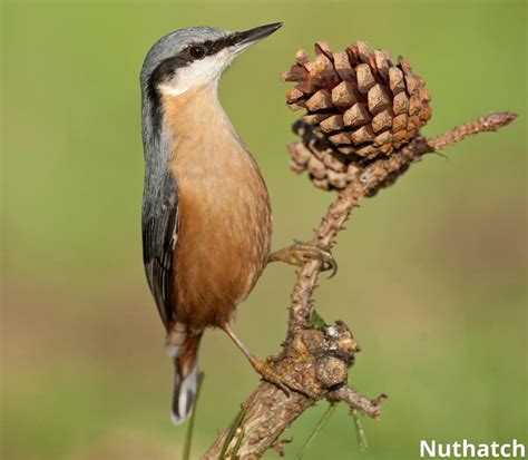 What Animals Eat Pine Cones 13 Examples Pictures Animal Quarters