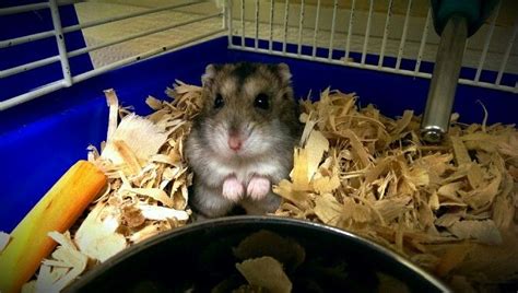 Sprinkle in a few shavings from your hamster's old habitat and your new friend will feel at home right away. #winterwhite #hamster #petsmart | Animals, Petsmart