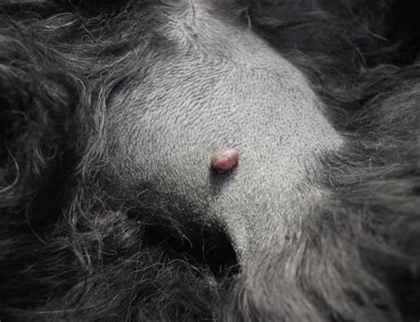 Can sebaceous adenomas in dogs become cancerous? Clinical case - Dermatopatologia ...