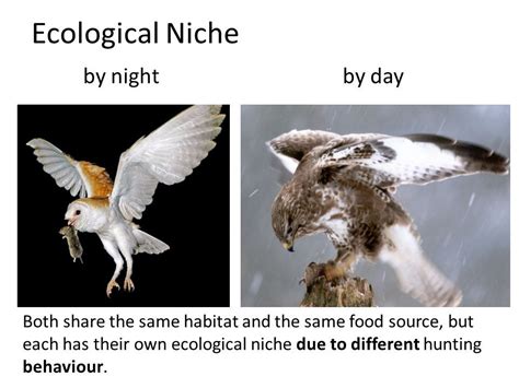 The relationships between the air, land, water, animals, plants, etc., usually of a particular…. Image result for ecological niche | Ecological niche ...