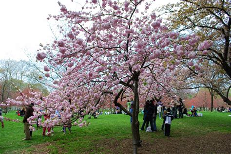 Mille Fiori Favoriti Cherry Blossom Time At The Brooklyn Botanic Garden