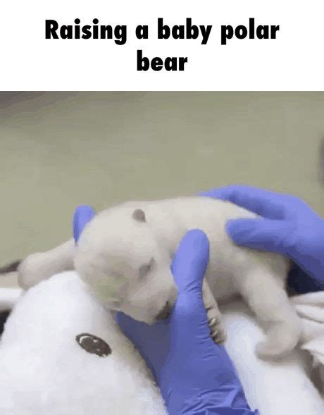 Baby Polar Bears Raising And Babies On Pinterest