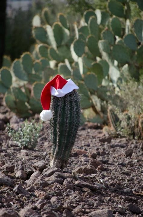 Baby Saguaro And A Santa Hat Prickly Pear Cacti In Background Texas