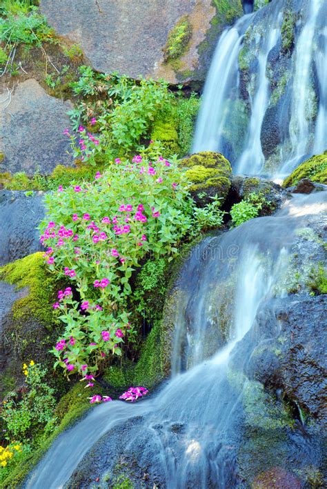A quick shot of the waterfall inside the lobby at the polynesian. Waterfall And Wild Flowers Stock Photo - Image: 44678540