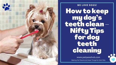 How To Keep My Dogs Teeth Clean Nifty Tips To Keep Your Dogs Teeth Clean