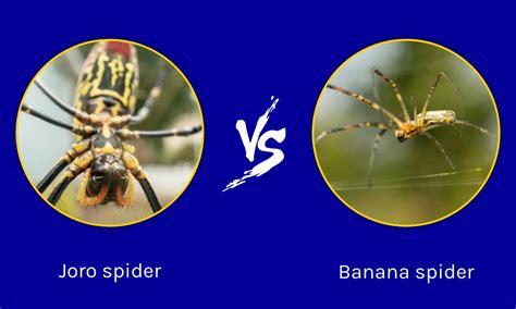 Joro Spider Vs Banana Spider What Are The Differences Imp World
