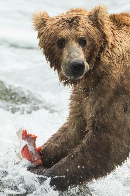 Grizzly Bears Fishing For Salmon In Alaska Science
