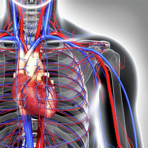 Cardiovascular System Photograph By Pixologicstudio Science Photo