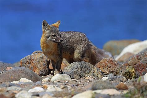 The Island Fox On Santa Cruz Island At Channel Islands National Park In
