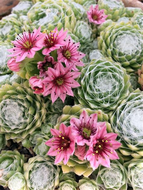 Sempervivum arachnoideum ‘Clärchen’