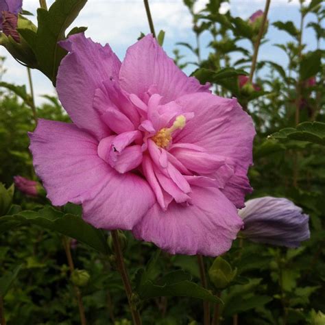 Hibiscus Syriacus Lavender Chiffon® Notwoodone Pp12619 From Nvk