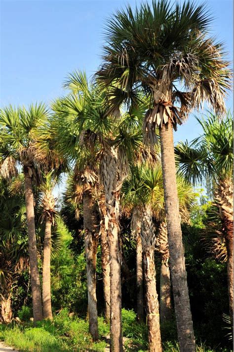 Facts About The Sabal Palm Tree The State Tree Of Florida