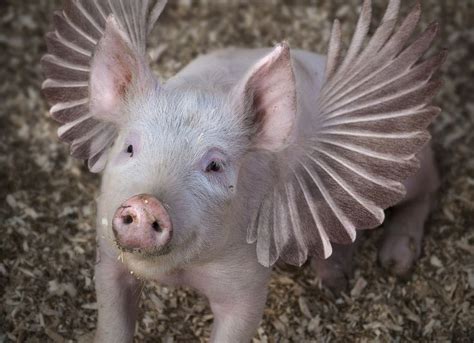 181 Best Angel Pig Images On Pinterest