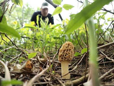 How To Grow Morel Mushrooms In Michigan All Mushroom Info