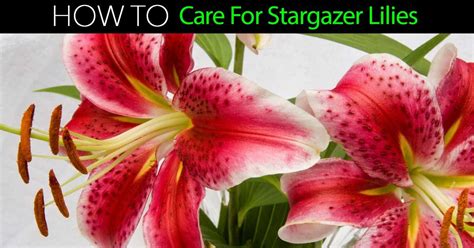The Beautiful And Dainty Stargazer Lily Is A Hybridized Form Of The