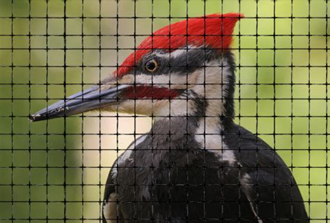 Woodpeckers can find even this wood irresistible and they will start to make a hole in it in no time. woodpecker netting keeps pest woodpeckers away from your ...