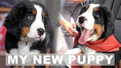 Bernese Mountain Dog Puppies Bringing Home A New Puppy Youtube