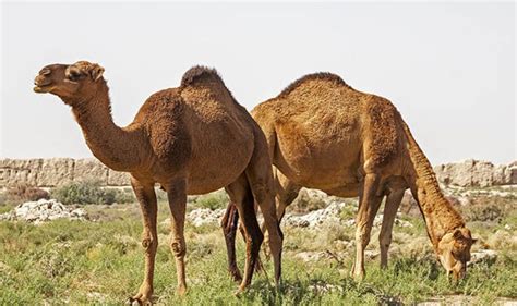 We went the extra mile to fulfill this special request from our fans. 'Mad cow disease' found in camels could be passed to ...