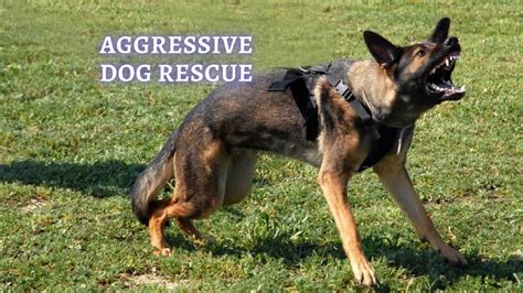 Rescue For Aggressive Dogs Rescue Dog Aggressive Behavior Reasons