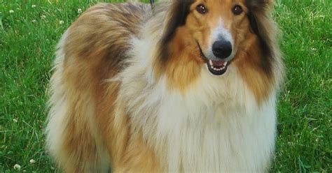 Va Dog Rescue Lassie Comes Home