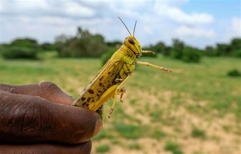 More Locust Swarms On Way In Somalia