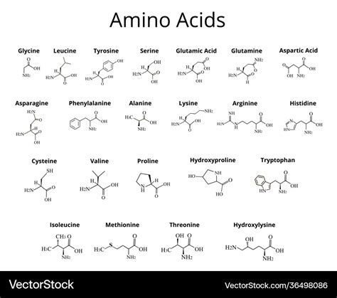 Amino Acids Chemical Molecular Formula Royalty Free Vector