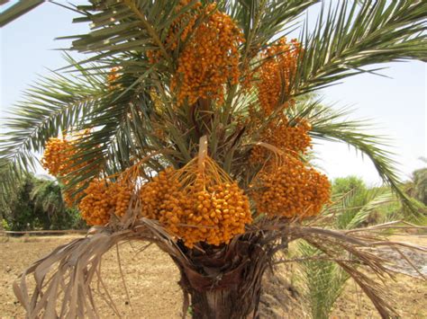 ஈச்ச மரம் Indian Date Palm Yib