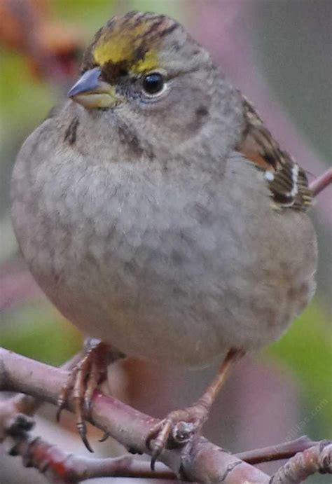 Gold Crowned Sparrow Lives In California In The Winter