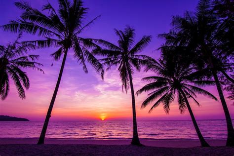 Miami Beach Sunset Palm Trees My Xxx Hot Girl