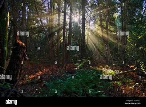 Sunlight Through The Forest In Morning Stock Photo Alamy