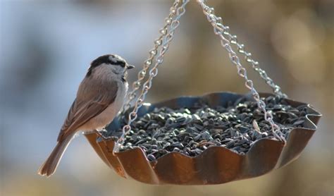 10 Best Bird Feeding Tips Village Hardware Williston Vt